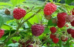 树莓种植管理