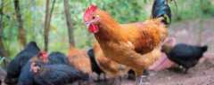 养鸡技术与鸡病的防治