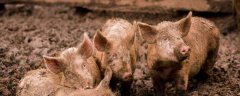 养猪怎么防止猪瘟