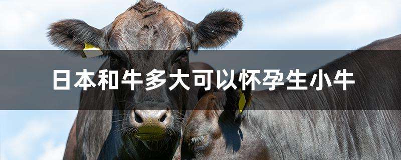 日本和牛多大可以怀孕生小牛 日本和牛多大可以怀孕生小牛
