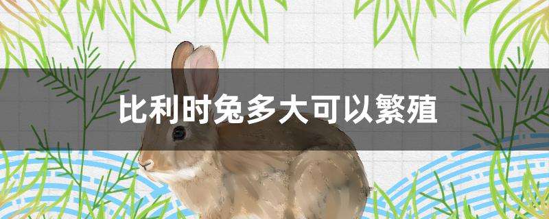 比利时兔多大可以繁殖 比利时兔多大可以繁殖