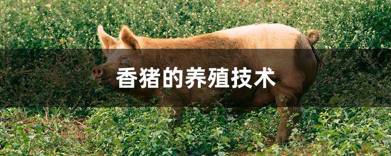 香猪的养殖技术 香猪的养殖技术