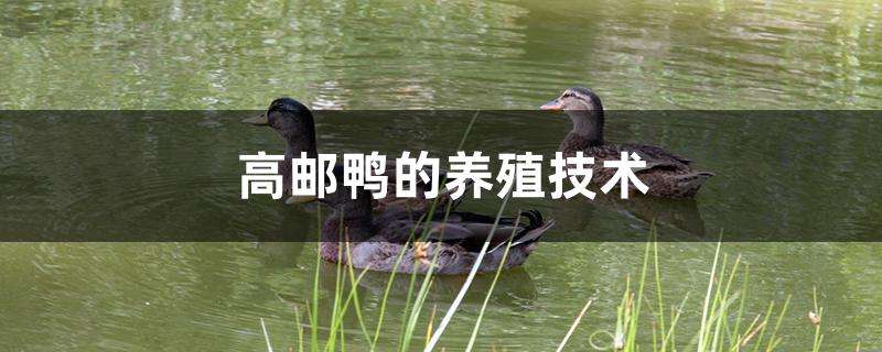 高邮鸭的养殖技术 高邮鸭的养殖技术