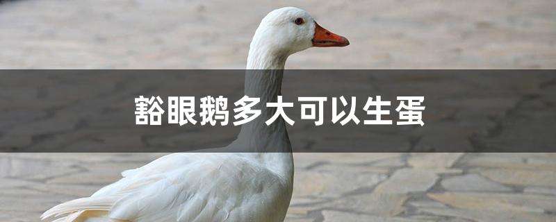 豁眼鹅多大可以生蛋 豁眼鹅多大可以生蛋