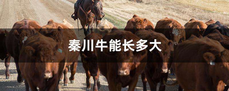 秦川牛能长多大 秦川牛能长多大