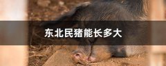 东北民猪能长多大