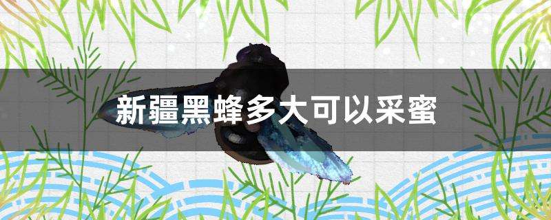 新疆黑蜂多大可以采蜜 新疆黑蜂多大可以采蜜