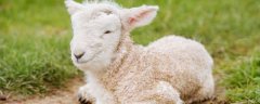 羊感冒的症状与治疗方法