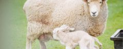 绵羊剪毛病的症状与治疗方法
