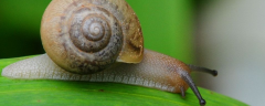 蜗牛的养殖前景，蜗牛的药用价值