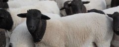 圈养杜泊羊养殖效益，饲草料成本