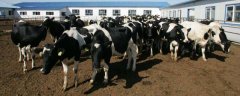 奶牛养殖前景好吗，养殖模式有何变化