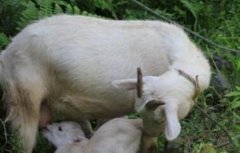怀孕母羊怎么管理？怀孕母羊饲养管理技术