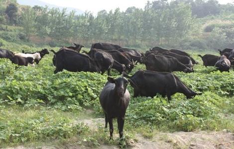 夏季肉羊放牧 肉羊 注意事项