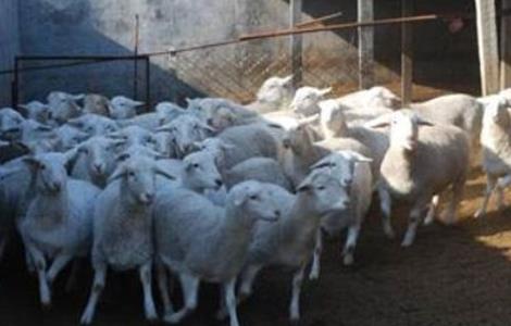 养羊 如何提高 养羊效益