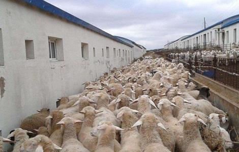 夏季养羊 如何增膘 管理方法