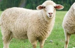 育肥羊的养殖方法