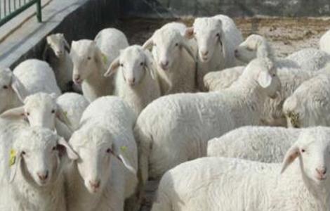 育肥羊 养殖方法 养殖管理