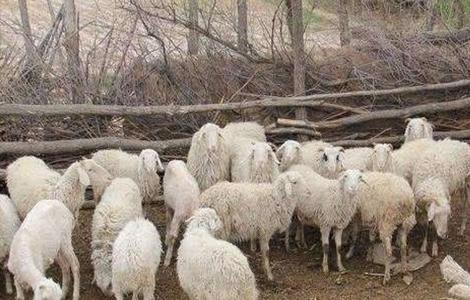 养羊 如何防止 近亲繁殖 危害