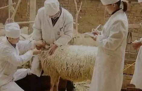 羊 接种疫苗 注意事项