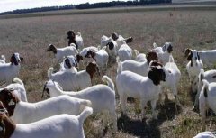 冬季养羊的注意事项