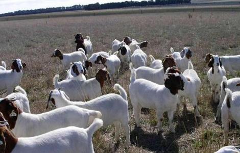 冬季 养羊 注意事项