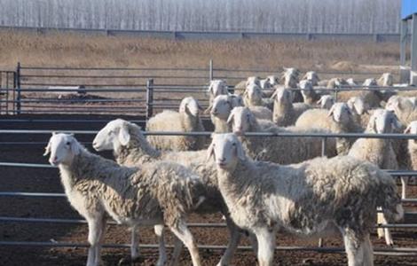 冬季 养羊 注意事项