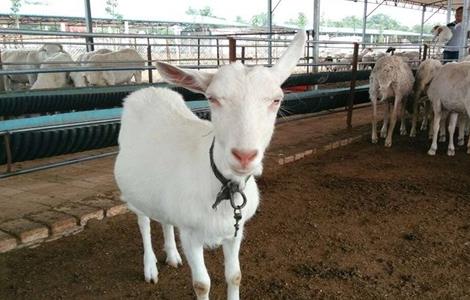 肉羊 养殖效益 影响因素