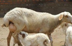 如何提高母羊受胎率