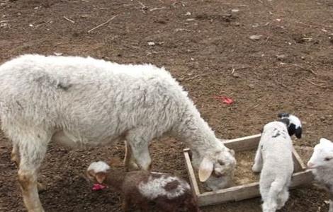 如何提高 母羊 受胎率