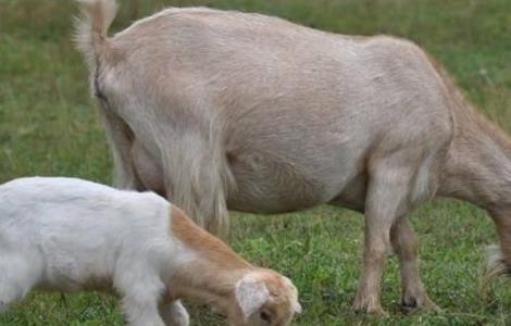 如何提高 母羊 受胎率