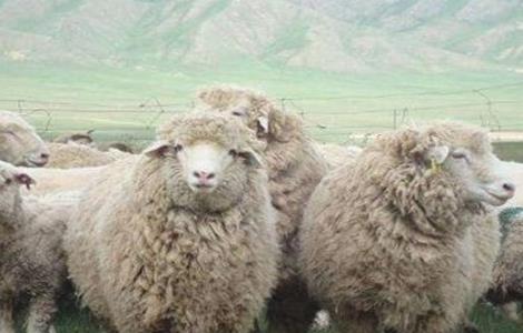 绵羊 管理要点 养殖