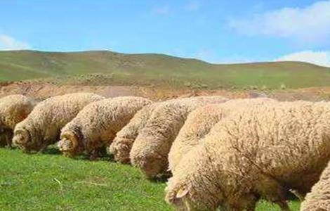 绵羊 要点 四季放牧