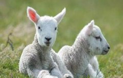 初生的羊羔如何饲养