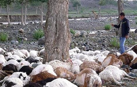 羊食盐中毒的症状鸡防治方法