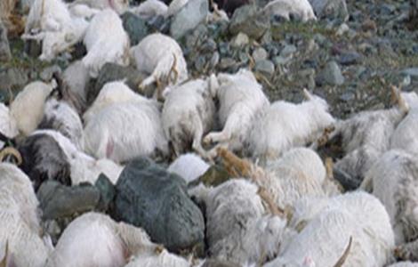 羊食盐中毒的症状鸡防治方法