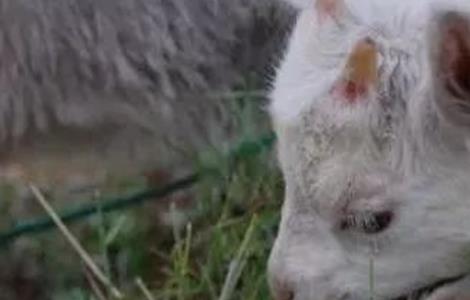 夏季绵羊养殖常见疾病防治方法