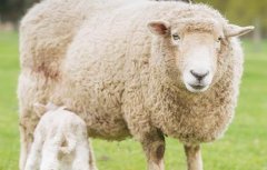 羊的炭疽病该怎么办