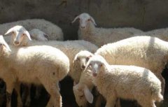 养羊为什么不赚钱？