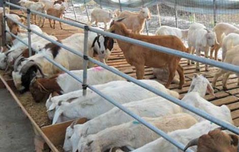 圈养杜泊羊的养殖利润