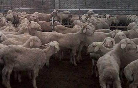 贵州山区养羊