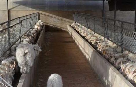 波尔杂交肉羊的高效养殖技术