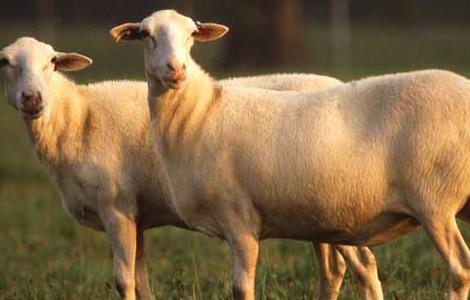 养羊要注意防治近亲交配