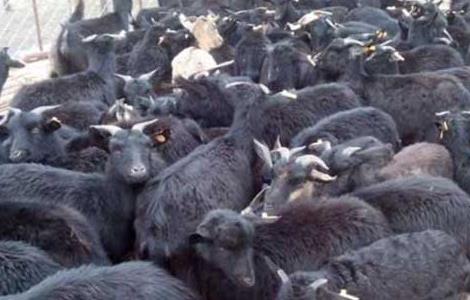 农户选择黑山羊种羊标准及饲养方法