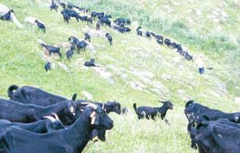 黑山羊养殖