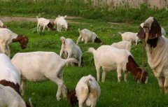 适合养羊的牧草品种有哪些？