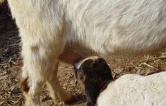 如何才能让母羊多产羊羔？
