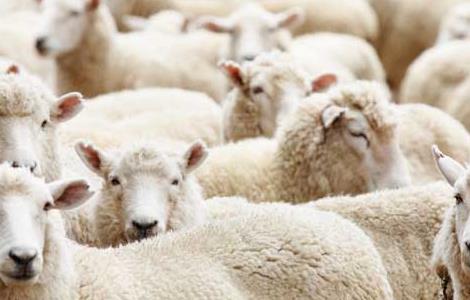 绵羊品种