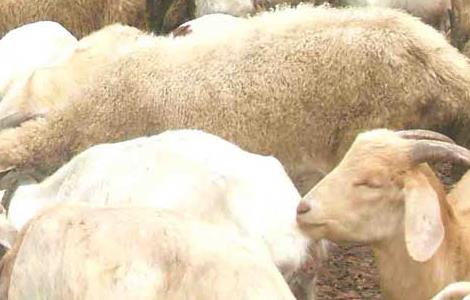 牧草养羊技术
