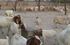 羊养殖的饮水技术